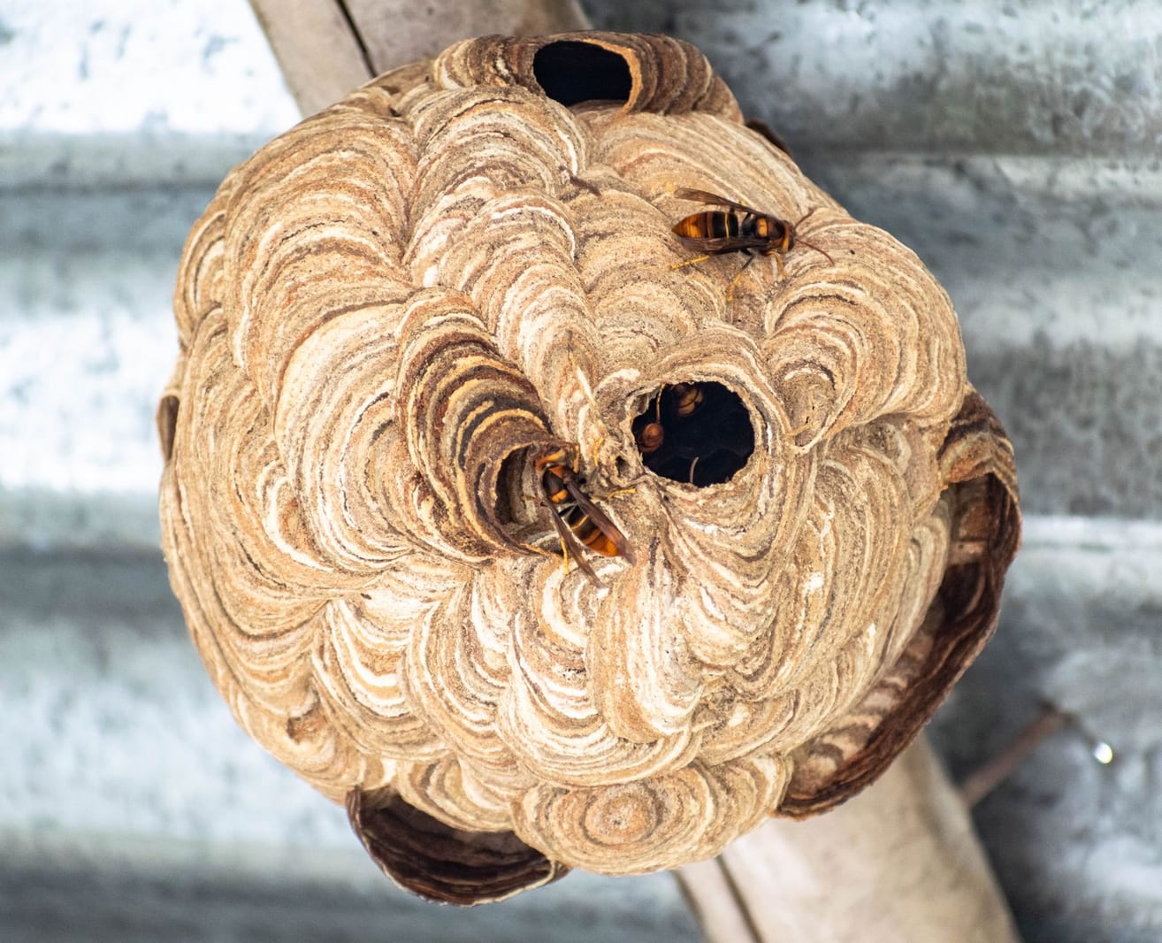 Wasp, Hornet & Bee Removal